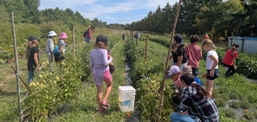 Dans les champs de tomates, les enfants font la chasse aux Sphinx de la tomate (une belle grosse chenille dodue)